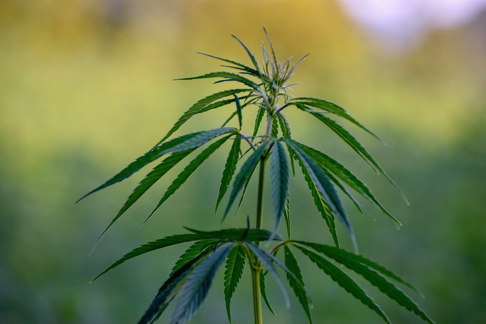 Cannabichromene Tout savoir sur le CBC