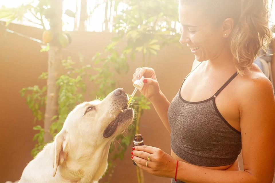 Le dosage CBD pour chien et chat, 3 questions que vous vous posez